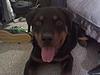 5 month old rottweiler puppy-lady-lady2.jpg