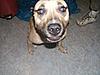 2 year old American Staffshire Pitbull-1.jpg