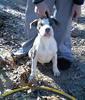 100% razors edge pups &quot; pit bull&quot;-blue-male.jpg