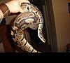 f/s f/t 4'1&quot; Ball Python-snake-4.jpg