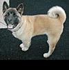 FS: 5 months old purebred AKITA-rex-5-18-05crop.jpg