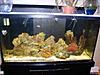 90 gallon saltwater fish tank 850-tank1.jpg