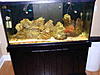 90 gallon saltwater fish tank 850-tank2.jpg