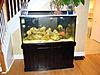 90 gallon saltwater fish tank 850-tank3.jpg