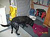 4 year old black lab.....Free Must go-picture-011-edited.jpg